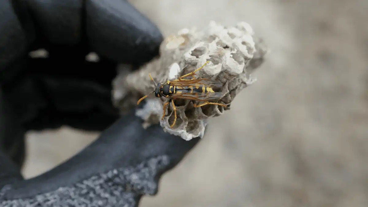 Professional Wasp Nest Eradication and Hygiene Services